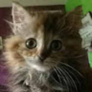 Meet your Posher, Jillian